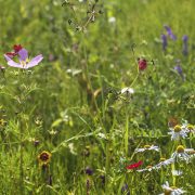 Biodiversité