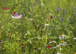 Biodiversité