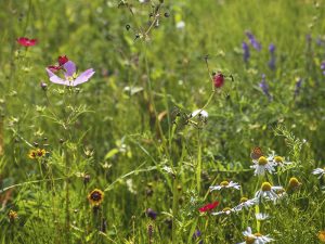 Biodiversité