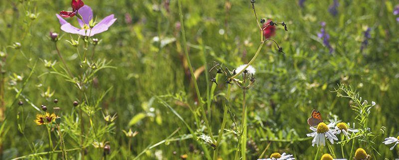 Biodiversité