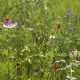 Biodiversité