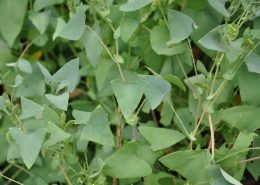 Plantes invasives - Persicaria perfoliata