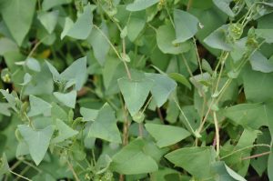 Plantes invasives - Persicaria perfoliata