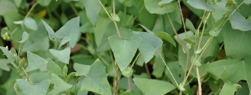 Plantes invasives - Persicaria perfoliata